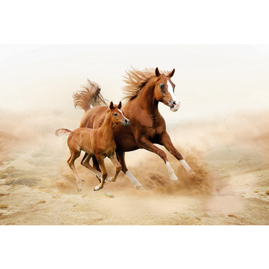 Poster - Affiche chevaux - Des prix 50% moins cher qu'en ...